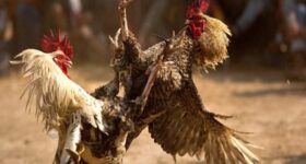 Kinh nghiệm nuôi gà chọi đá hay nhất 